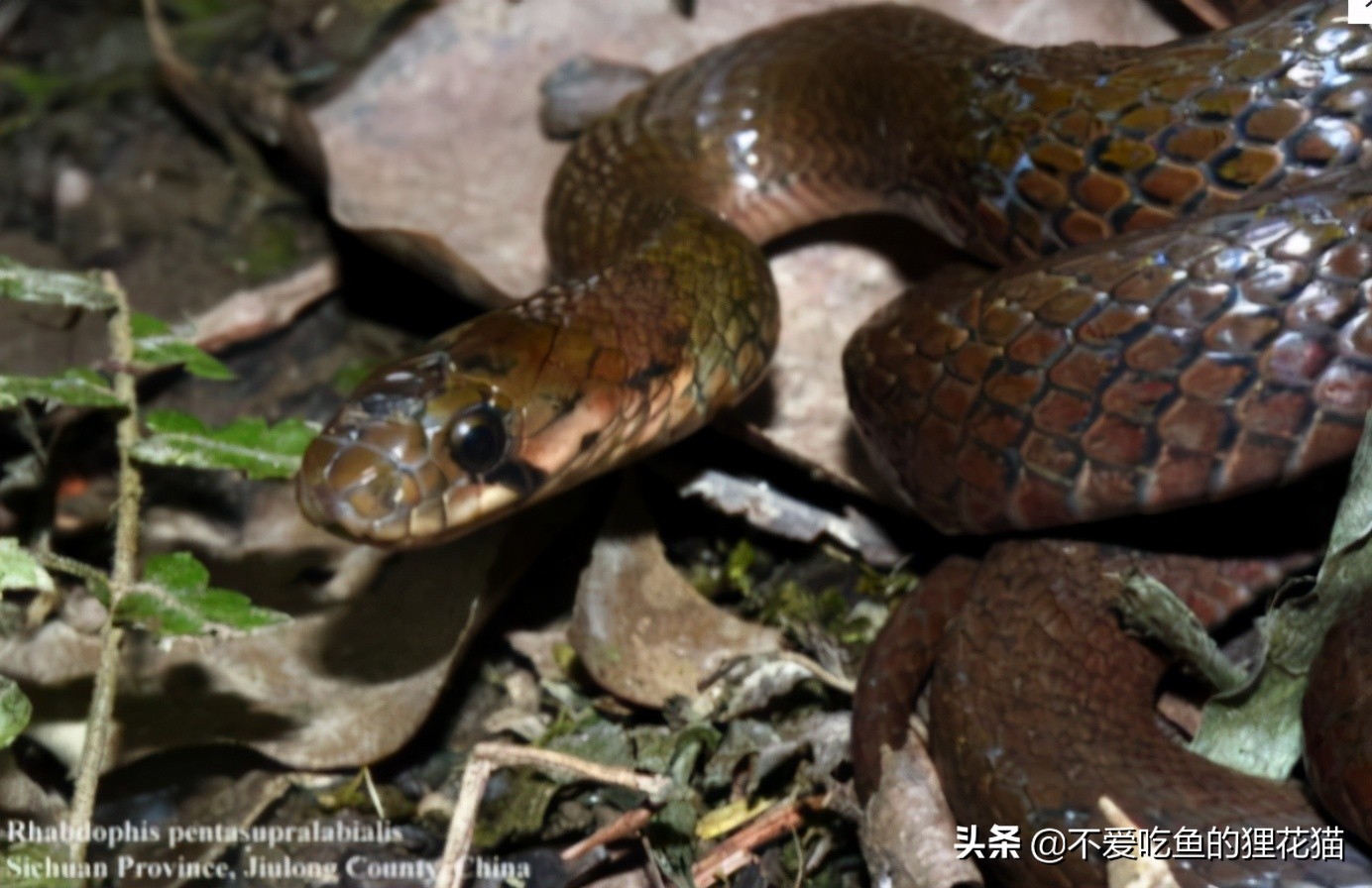 带你认识我国分布的劲槽蛇属蛇类，虎斑颈槽蛇遍布祖国大江南北