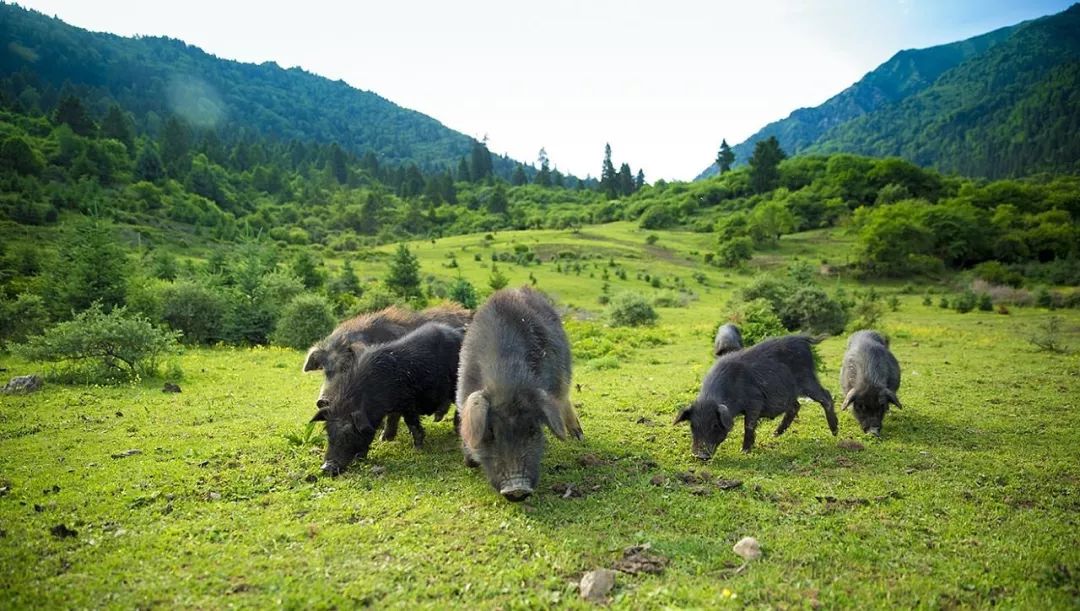 冬季去林芝旅游有哪些美食推荐,西藏林芝美食推荐最全