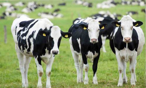 纽趣氏儿童奶粉测评,纽趣氏奶粉是品牌吗