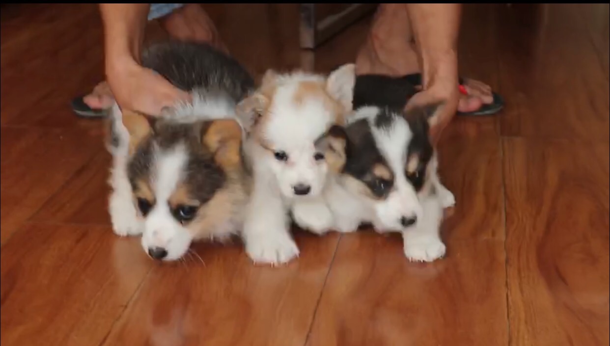 母狗发情期，狗主人记得要做好这3点，要不然哪天带球回家你别哭