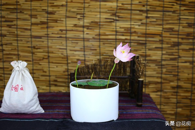 种植碗莲全过程日记,碗莲种藕成长记录