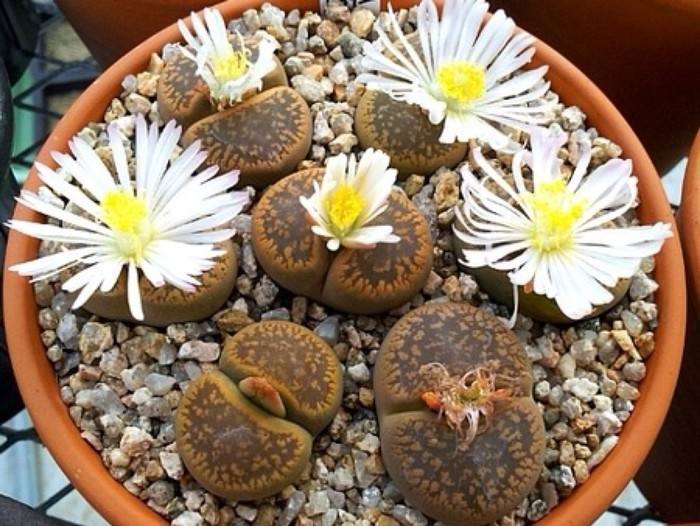 多肉植物生石花怎么繁殖,多肉植物生石花开花