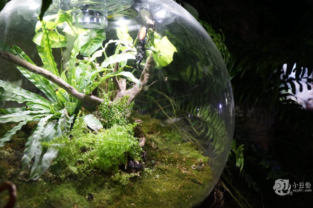 儿童玩的遛娃好去处,有动物的溜娃好去处