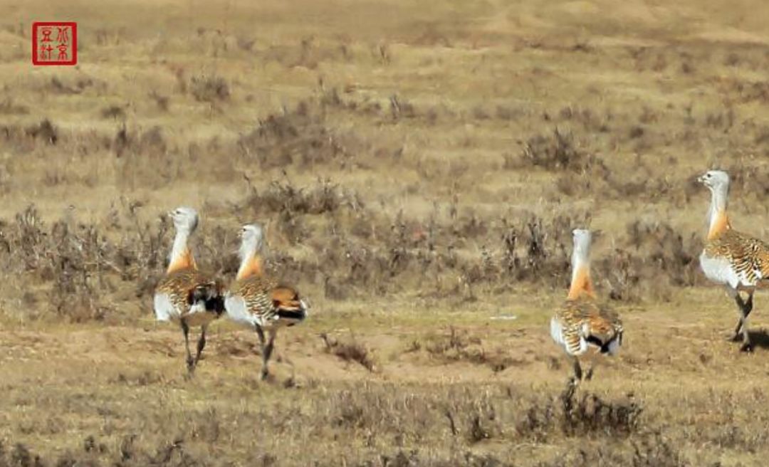 诗经有关徭役的诗,诗经硕鼠一首控诉剥削者的诗歌