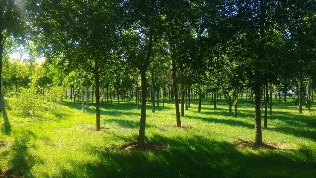 今年武清区有什么大发展,关于天津武清区发展报告