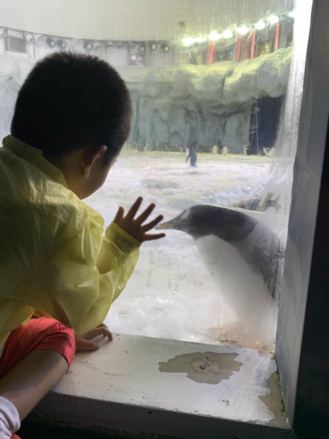 珠海长隆企鹅海洋王国攻略,珠海长隆海洋王国攻略2天亲子游