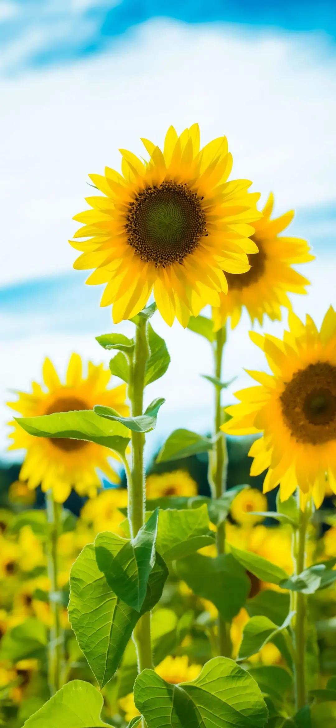 8k超清蓝光壁纸风景壁纸,壁纸超清全面屏山水风景壁纸