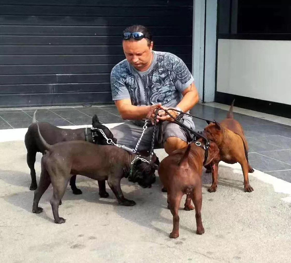 重庆九龙坡川东猎犬基地,川东重庆犬