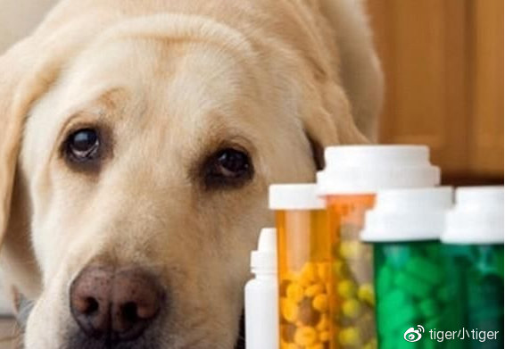 狗狗健康知识萌宠,狗狗不幸感染寄生虫兽医帮它弄掉