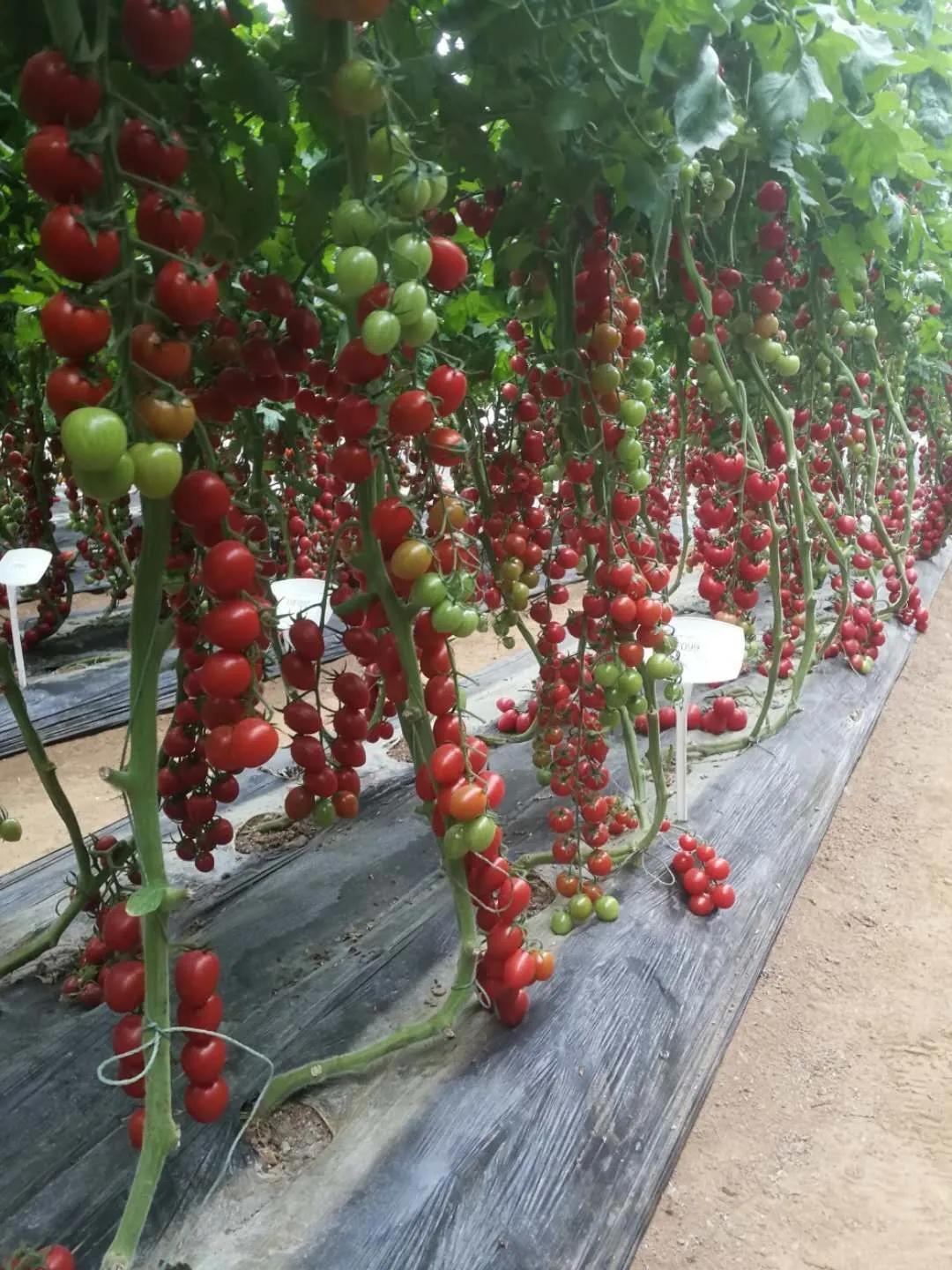 赏鹊林叠翠游魅力李鹊——“好品李鹊”杯短视频大赛开始啦