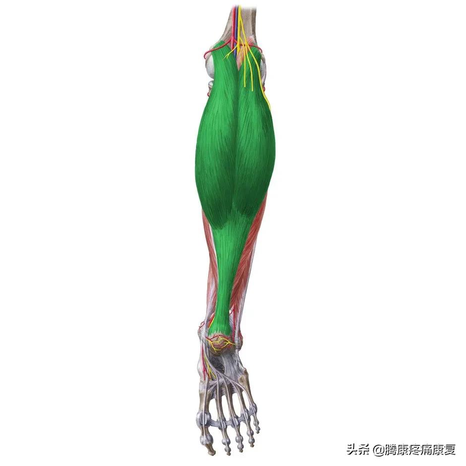 小腿疼痛的原因和治疗原则,小腿窝疼痛是什么原因造成的