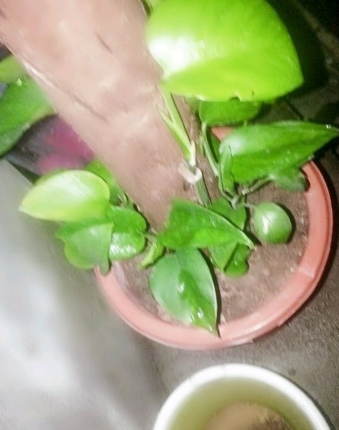 绿萝根部冻伤了怎么补救,绿萝冻伤叶子全部剪掉