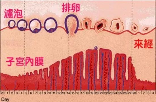 子宫的工作原理动画片,子宫的故事绘本内容