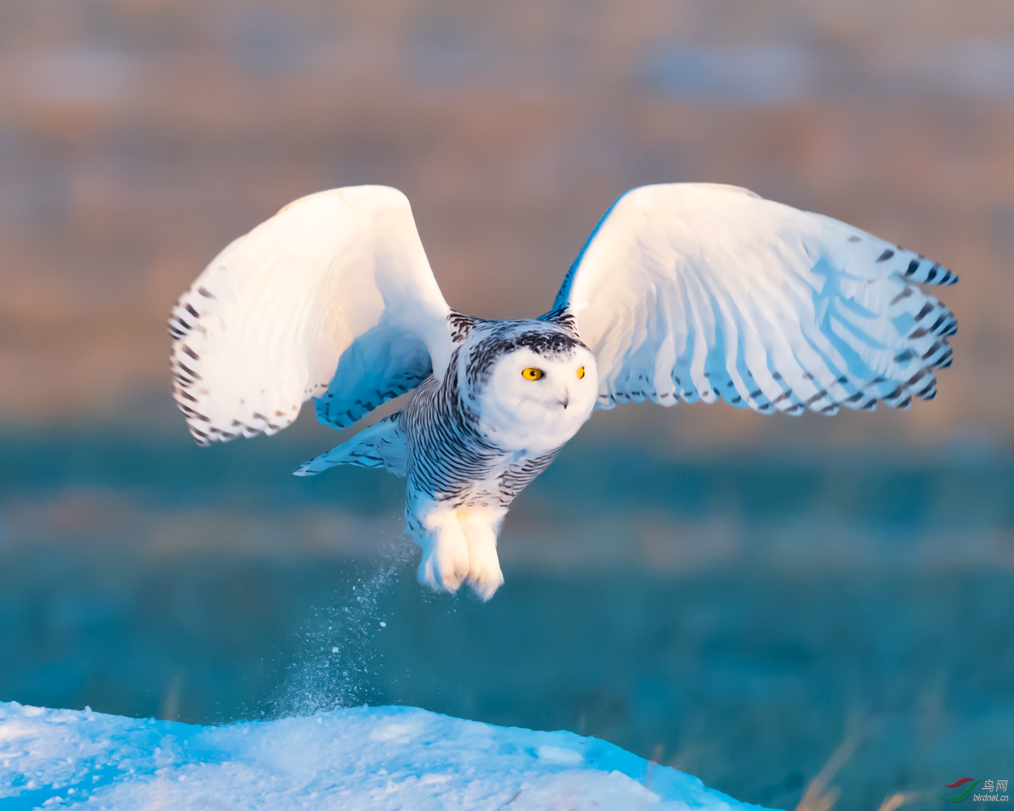 世界上最凶猛的鸟角雕,金雕最怕的天敌鹰隼捕杀金雕