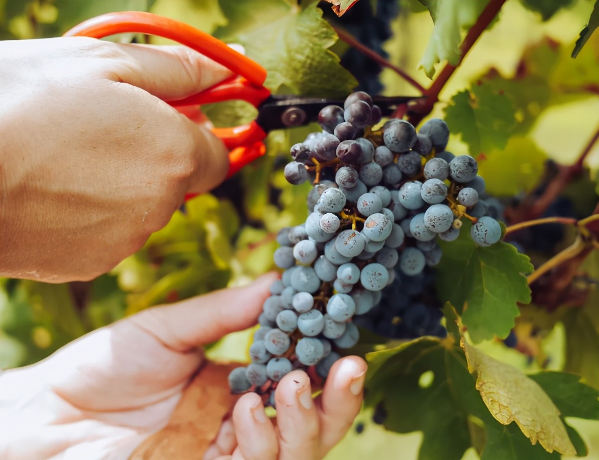 价格便宜的红酒能喝吗,超市30块钱的红酒