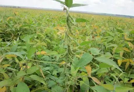 我国很多成语与植物有关,汉语成语中的植物文化