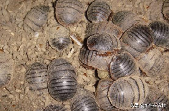 为什么土鳖那么贵,土鳖为什么那么贵