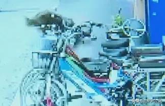 最新犬伤处置流程,关于犬伤处置