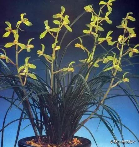 莲瓣兰的花和春剑的花有什么区别,春剑春兰莲瓣兰豆瓣兰怎么区分