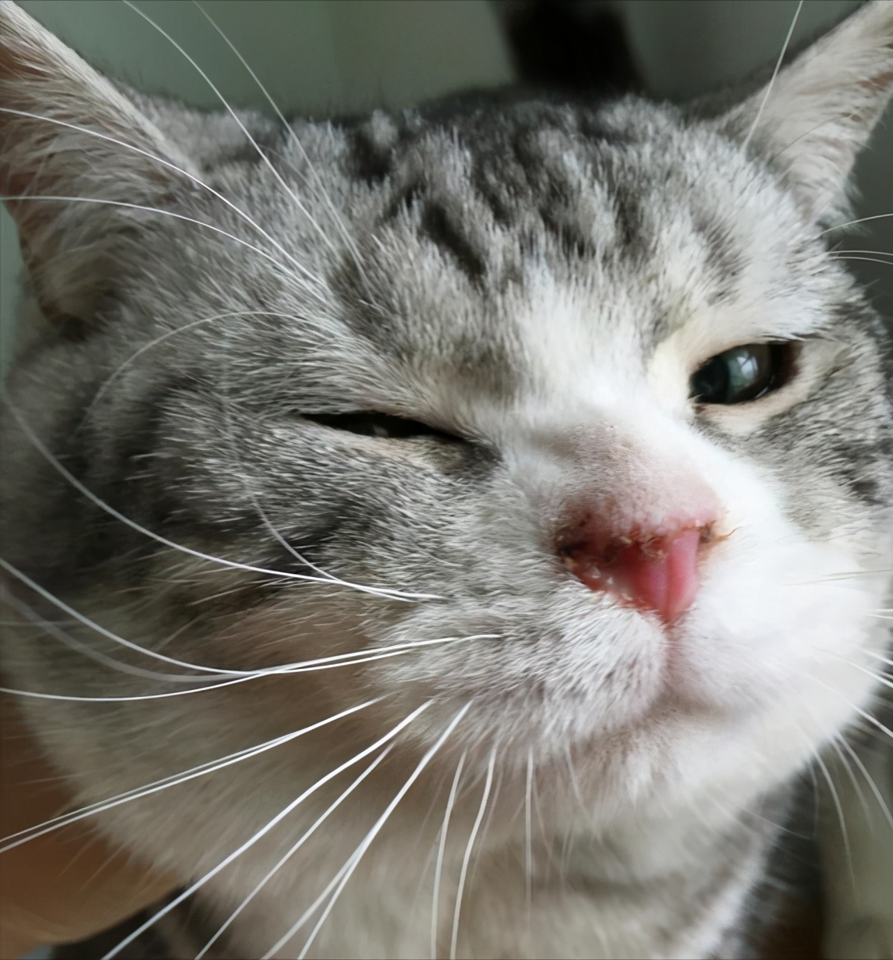 猫咪上火吃什么降火最快,猫咪眼睛上火发炎怎么处理