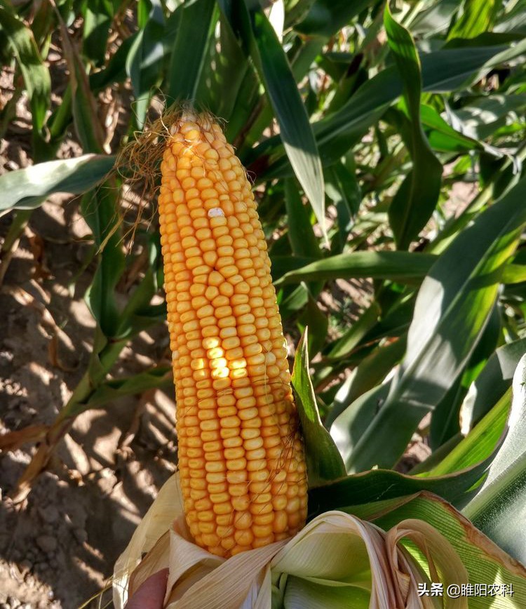 超高产玉米品种2118,特别高产的玉米