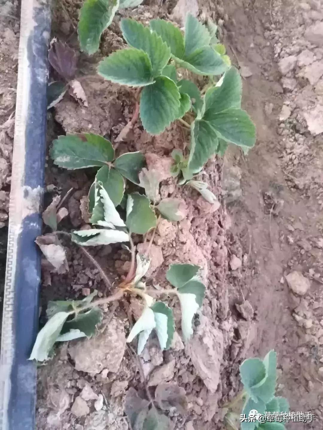 定植前秧苗起苗方法,定植后苗打蔫怎么办