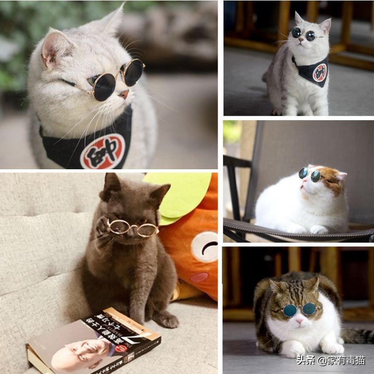 猫粮为何叫毒粮,猫粮和米饭哪个安全