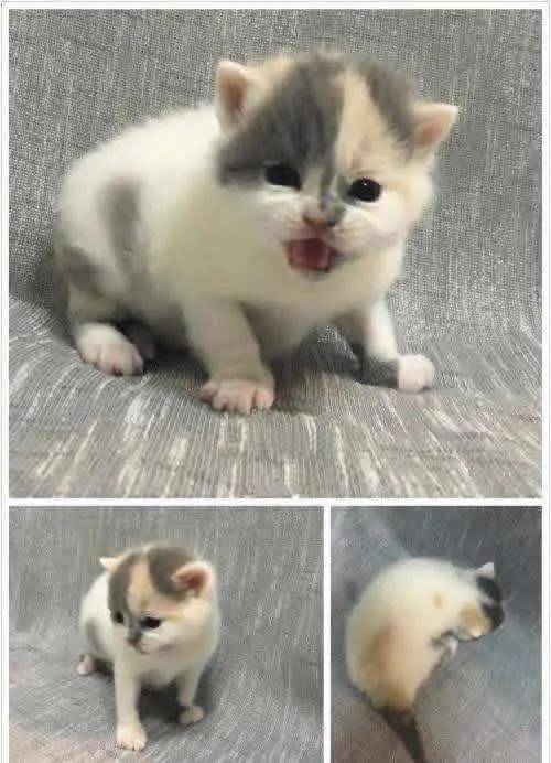 蓝猫也有蓝白色,英短蓝猫明明是灰色的为啥叫蓝色