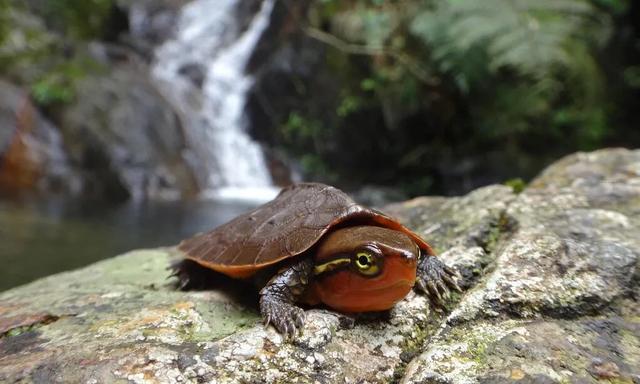 岁月是把杀猪刀？龟的成长中谁的变化大