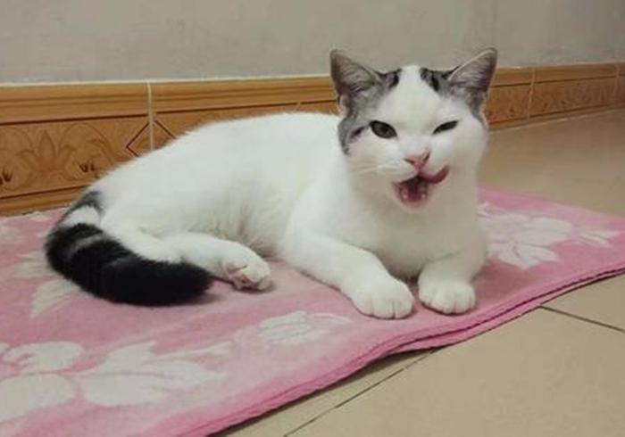 铲屎官要知道的猫咪知识,最适合新手铲屎官养的猫