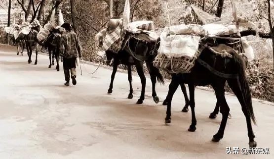 从银生到普洱，从倚邦、易武到佛海看普洱茶的产、运和销流变史
