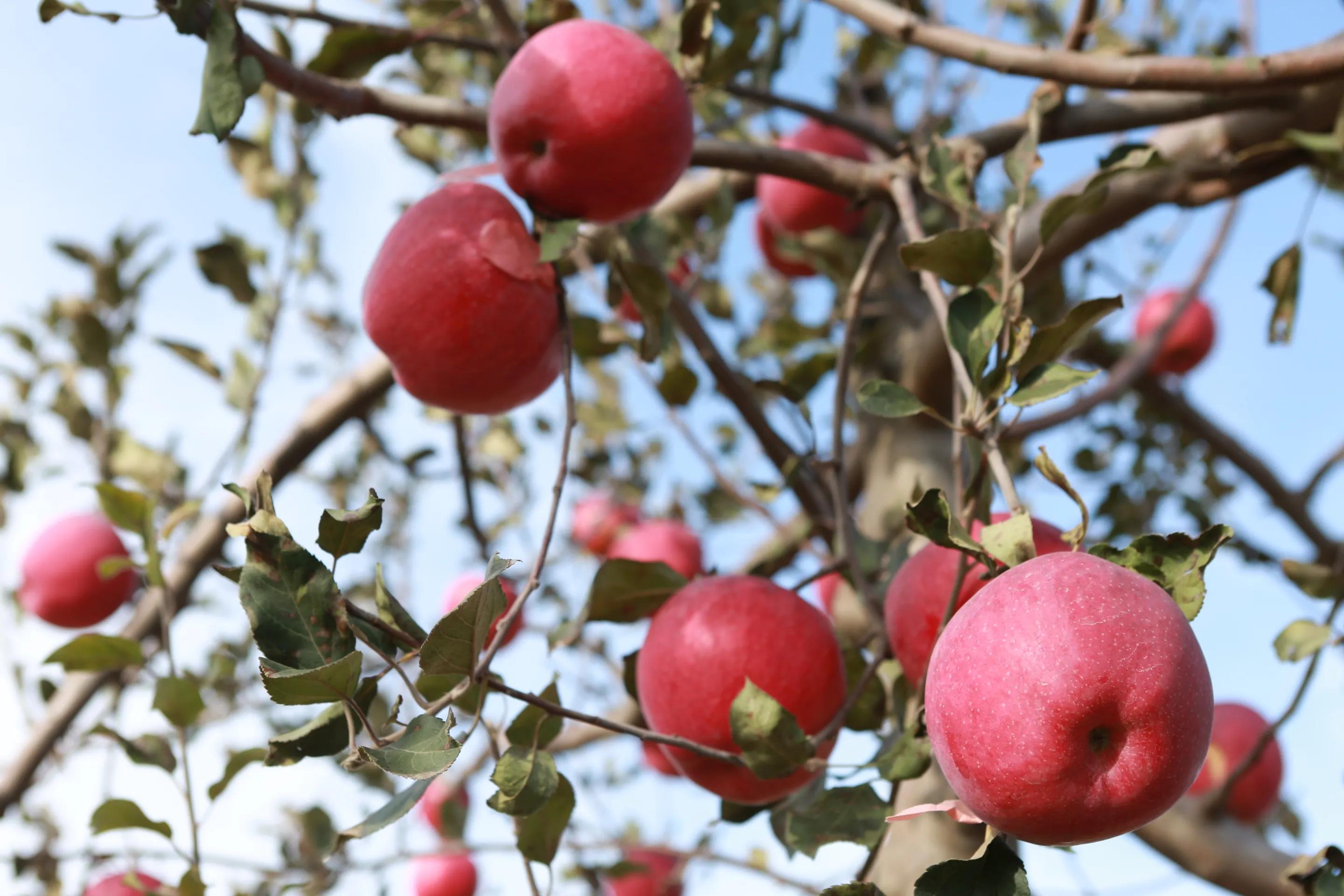 陕西白水苹果哪里最好,陕西白水苹果专卖店