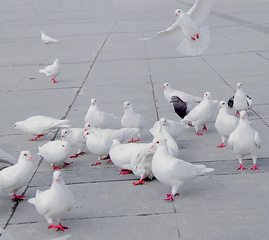 鸽子嗉囊肿胀,小鸽子嗉囊肿胀是怎么回事