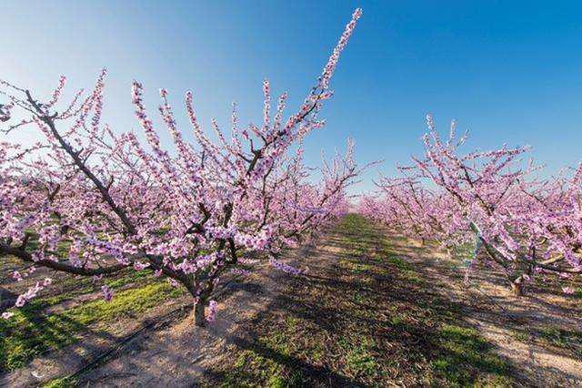 桃树如何快速整形,桃树怎么整形