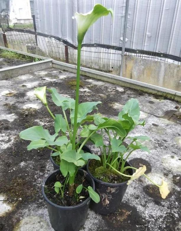 盆栽马蹄莲怎么养才能开花,马蹄莲怎么养可以快速开花