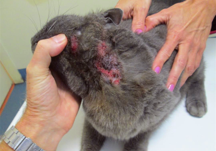 猫咪铲屎官必须知道的事情,猫咪肺部肿瘤症状及治疗方法