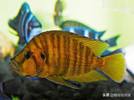 水族箱的虎鲸,水族馆养虎