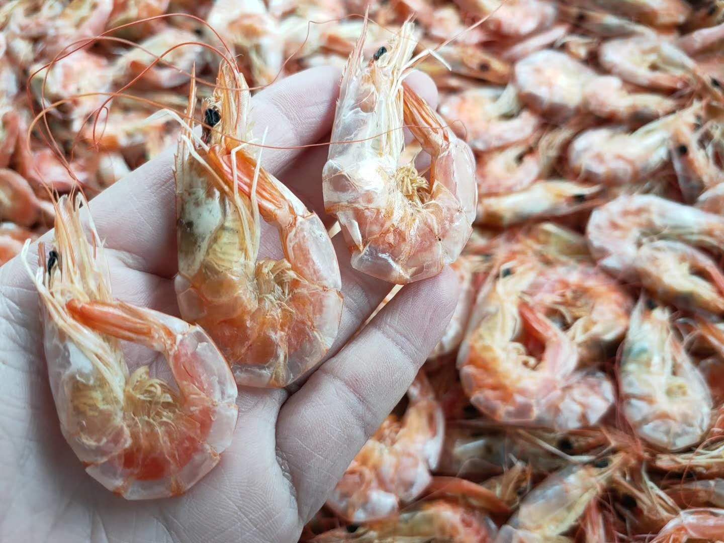 海陵岛闸坡渔港,海陵岛闸坡世界级渔港码头