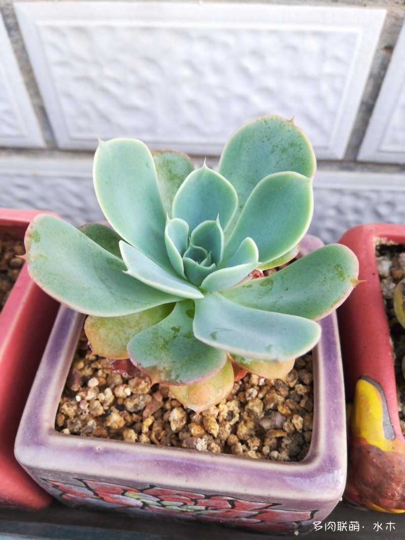 才两个月，多肉的颜值就被夏天偷走了