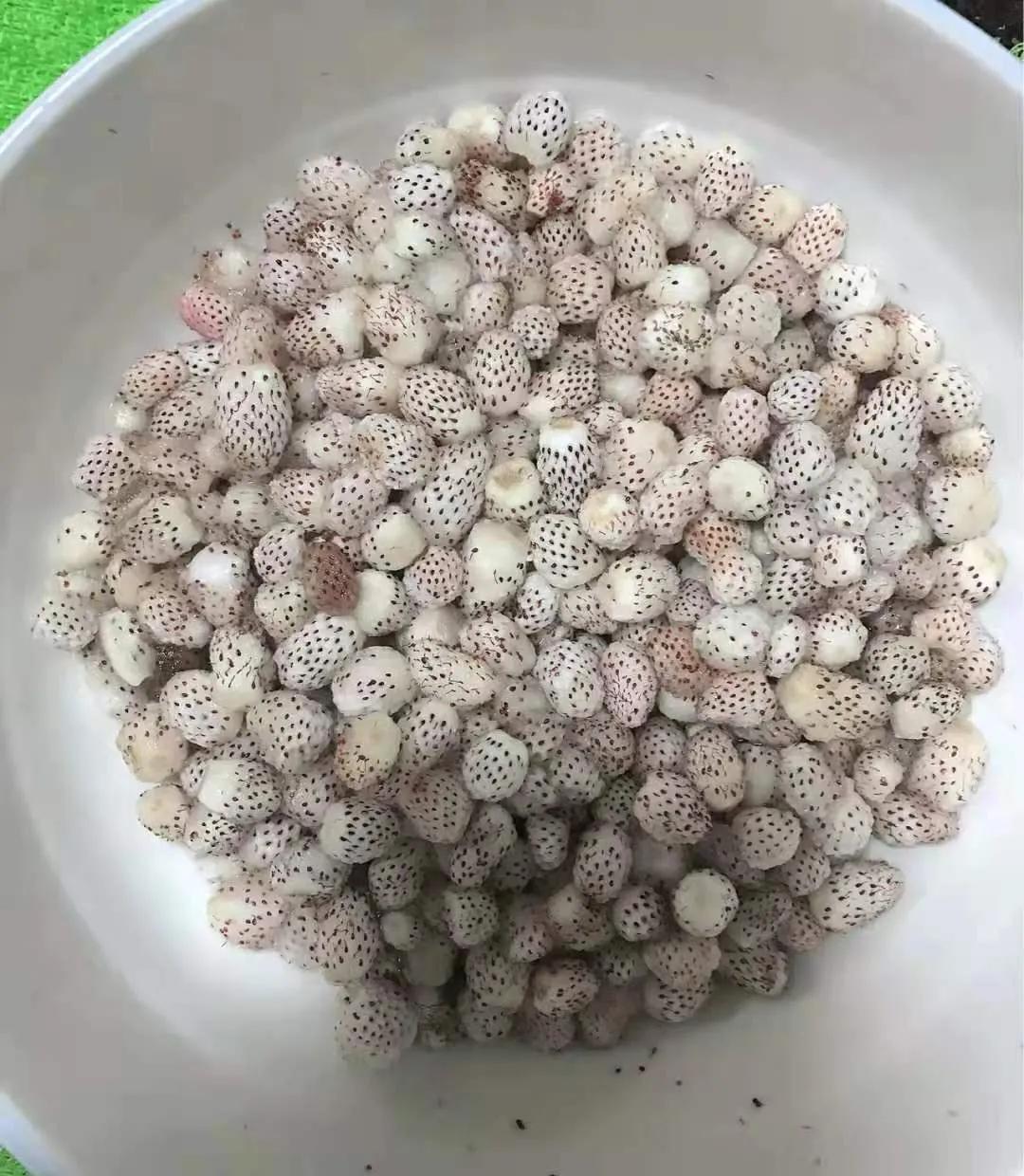 一颗60元，白色草莓出圈背后：网红水果的套路，骗惨这届年轻人