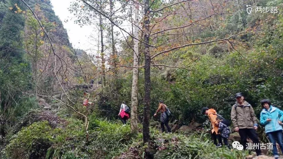 温州茶山红枫古道,浙江温州永嘉红枫古道