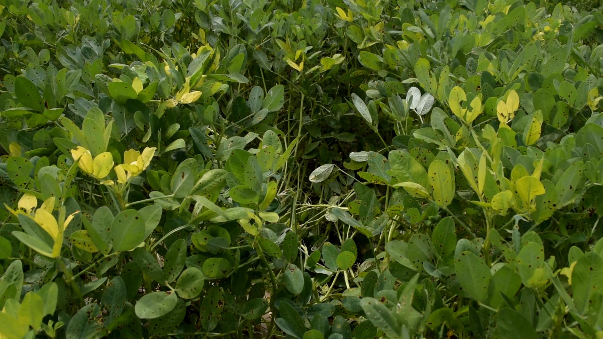 花生后期不落叶打什么药,花生种植常见病虫害的防治方法