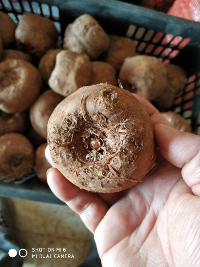 2023年魔芋种植有前景吗,魔芋的种植技术全部过程