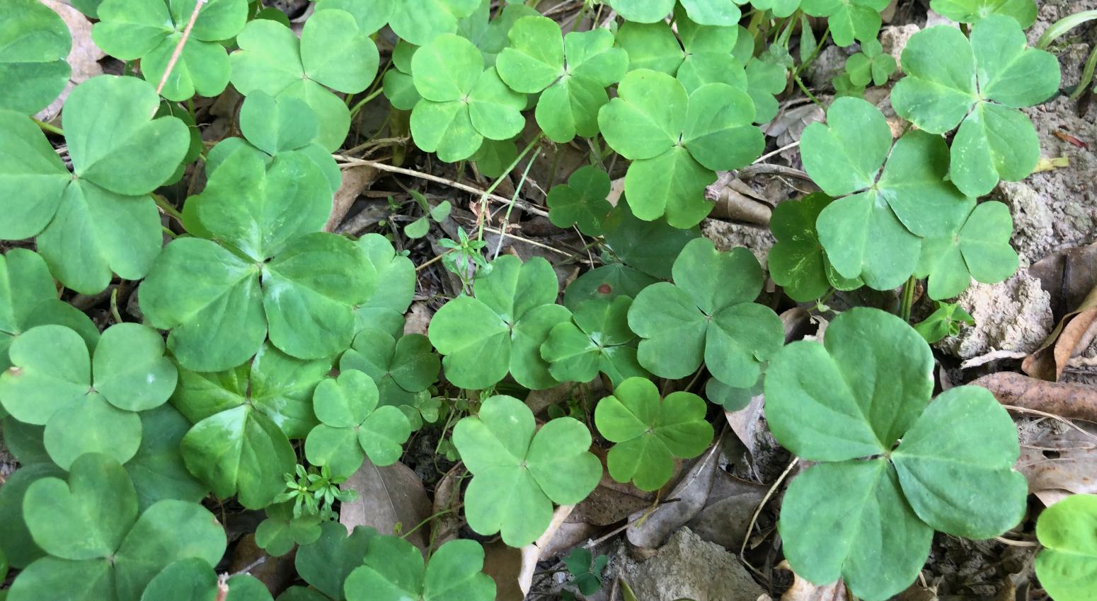 铜锤草别名大全,中药材铜锤草