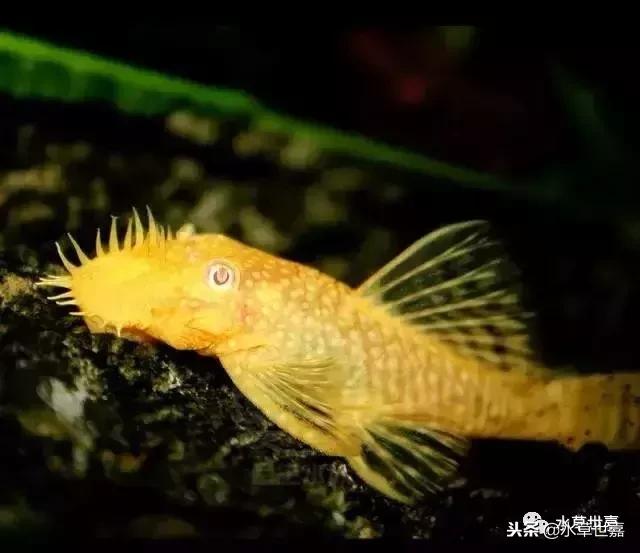 草缸常见10种藻类的解决方法,草缸藻类生物防治方法