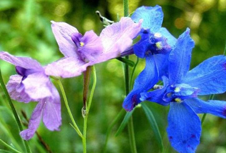 飞燕草黑斑怎么办,飞燕草叶片发黄焦边