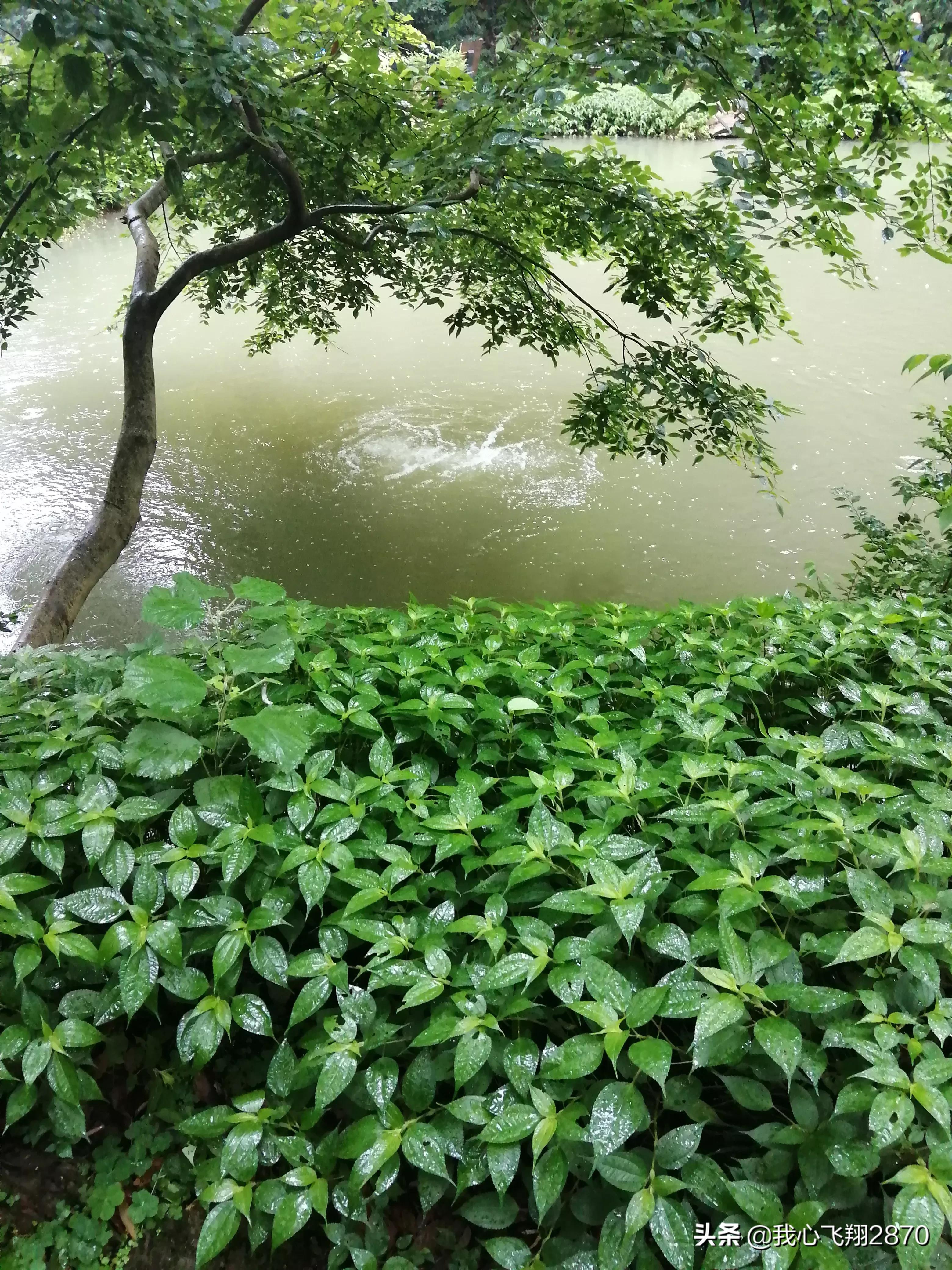 游爱晚亭阅读感想,林伯渠游爱晚亭