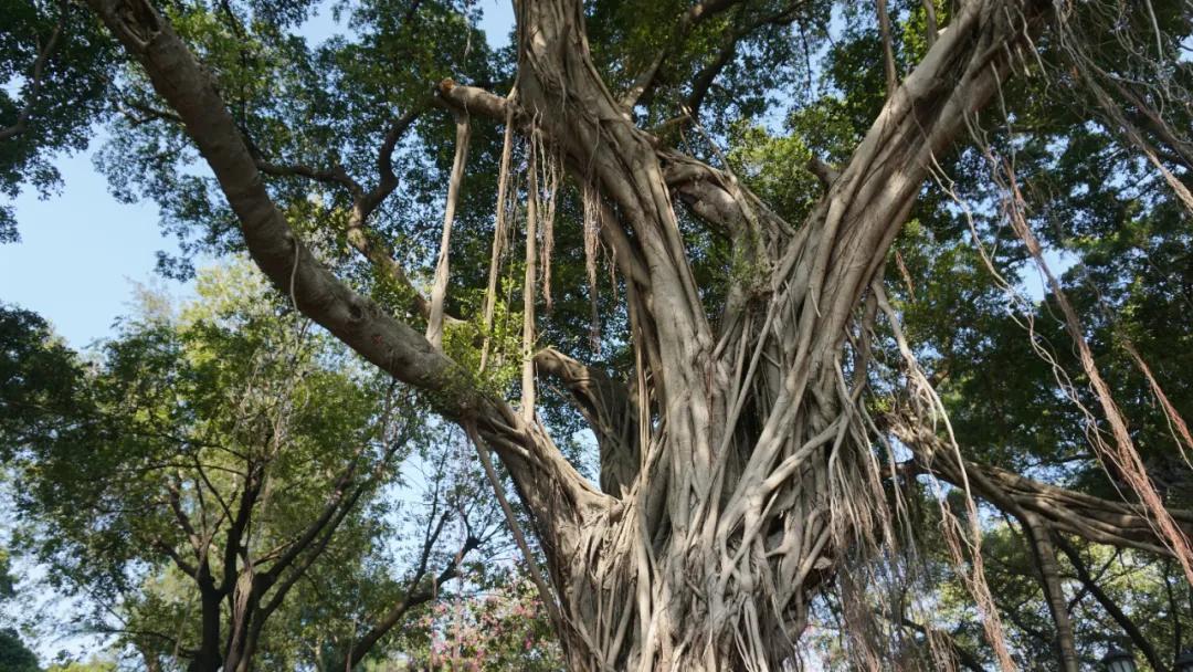 广州最北的地方,广州景区沙面岛
