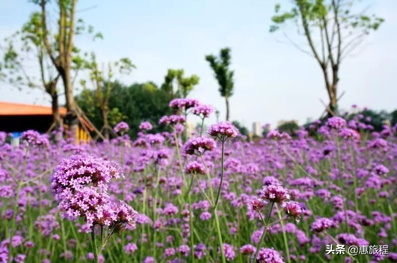 花世界灯展,东西湖花世界灯光节
