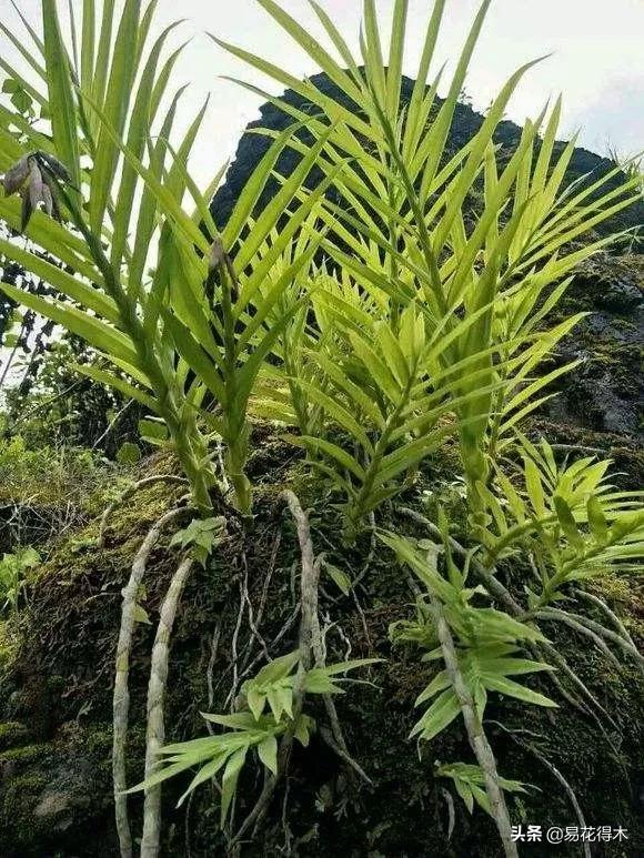 笋兰是名贵兰花吗,深山里又发现好多珍贵兰花品种